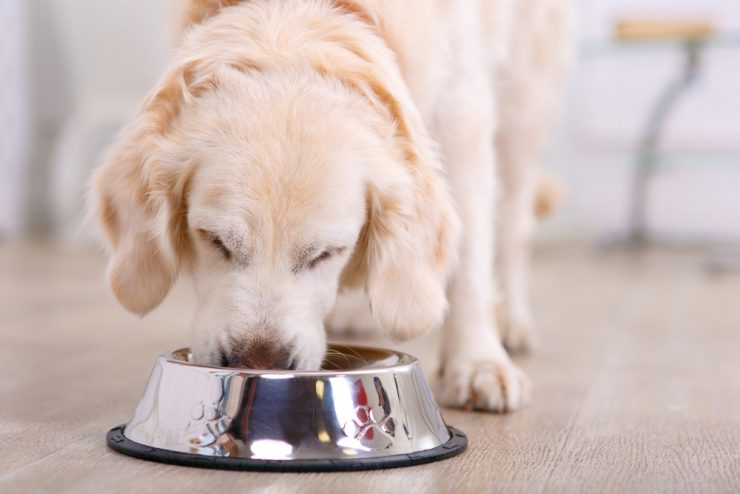 best automatic pet feeders