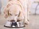 best automatic pet feeders