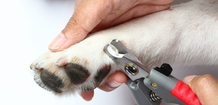 best dog nail clippers for black nails